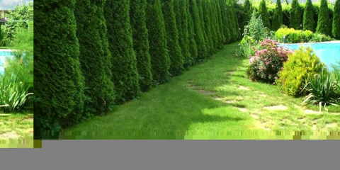 Živý plot - zelený plot před zvědavýma očima!